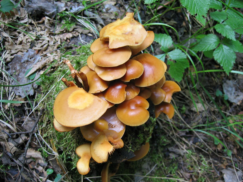 Kuehneromyces mutabilis